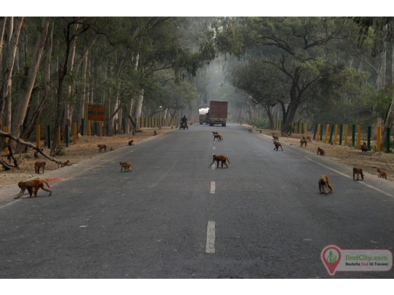 Bir Bara Ban Sanctuary, Jind - Jind City (Heart of Haryana)